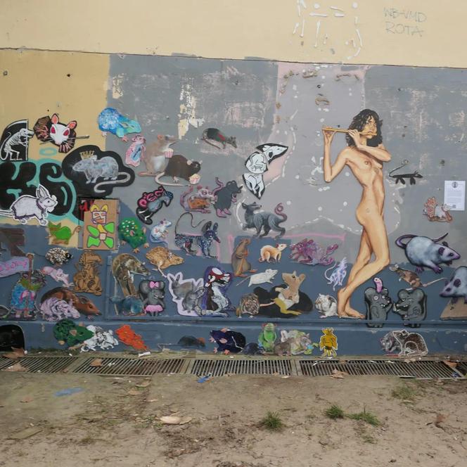Stado szczurów i naga flecistka we Wrocławiu. Kolorowe gryzonie na wielkim muralu 