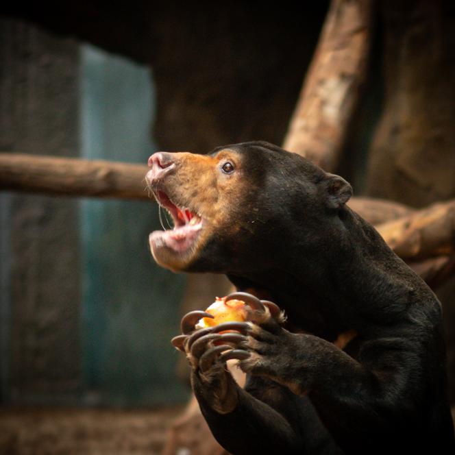 Pokazowe karmienia w Orientarium Zoo Łódź