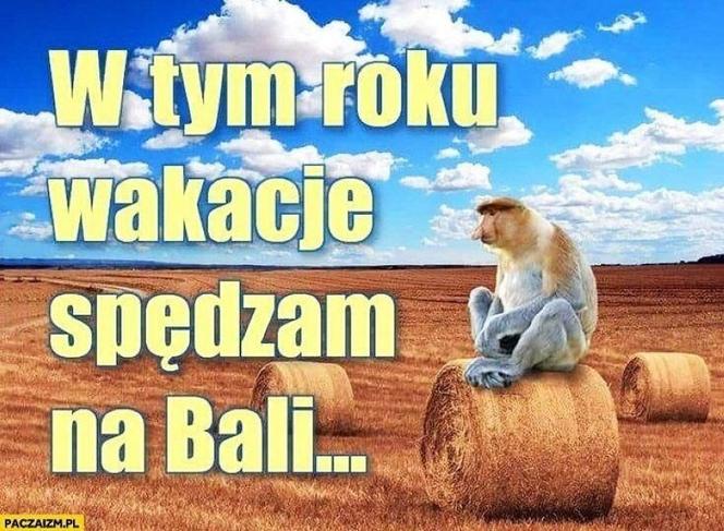 Wakacje rozpoczęte! Polacy ruszyli na plaże! Zobacz najlepsze MEMY!