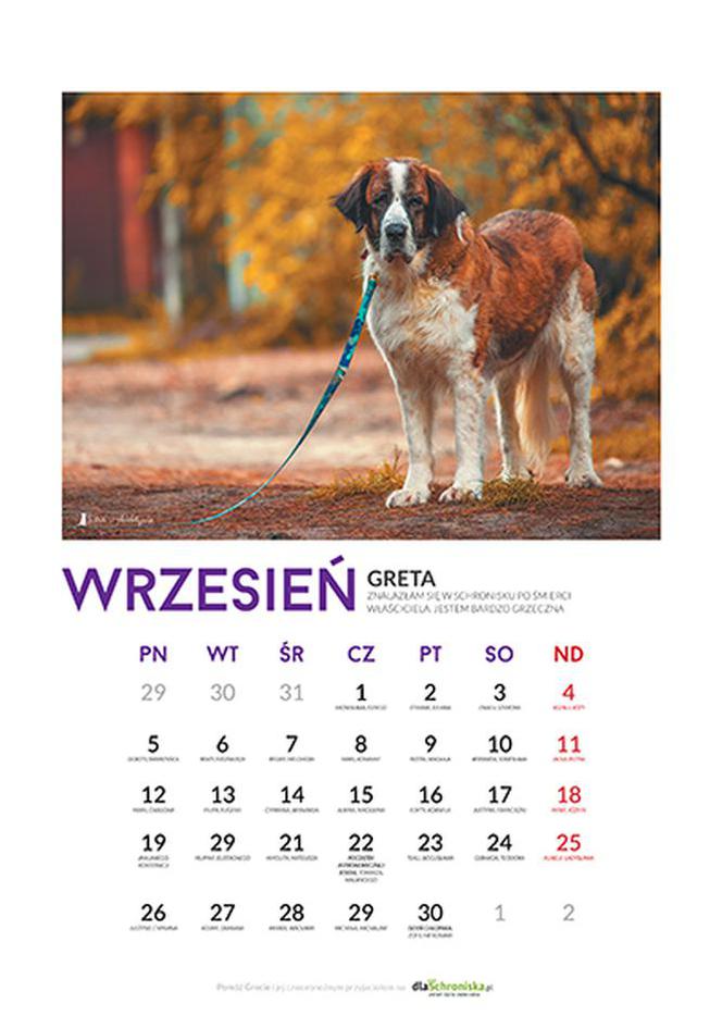Wrzesień - kalendarz ze zwierzętami
