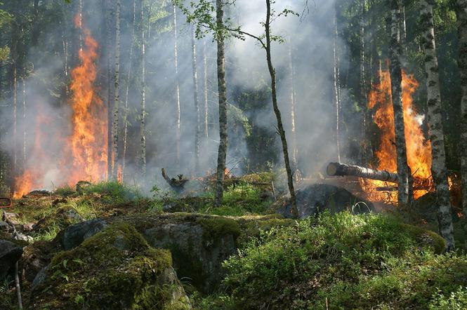 Zagrożenie pożarowe w lasach na Dolnym Śląsku