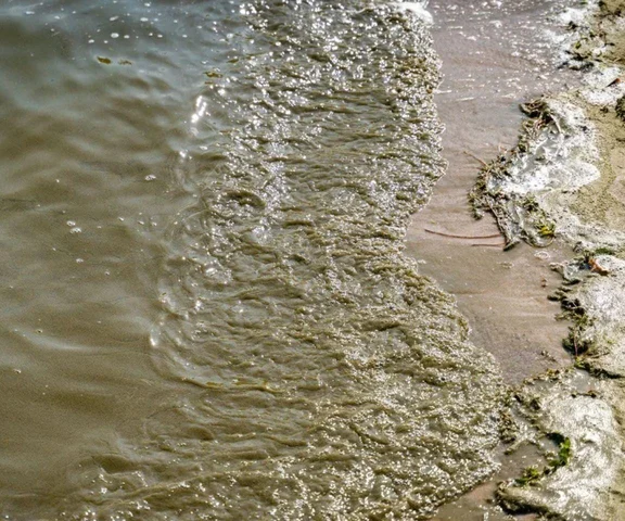 Sinice znowu atakują. Czerwone flagi na kąpieliskach