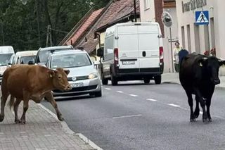 Spacerujące krowy spowodowały utrudnienia w ruchu