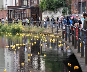 Ster na Bydgoszcz 2023. V Charytatywny Wyścig Kaczek Rotary [ZDJĘCIA]