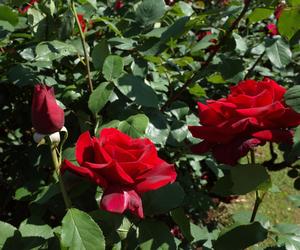 Róża wielkokwiatowa 'Papa Meilland'