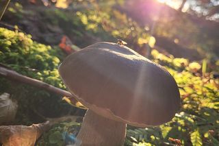   Masa grzybów w lasach Warmii i Mazur. Nasi Czytelnicy chwalą się zbiorami! Zobacz zdjęcia