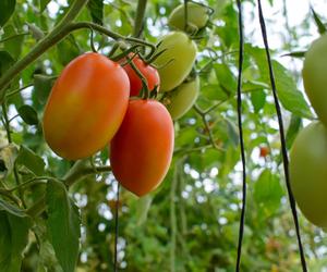 Pomidory śliwkowe