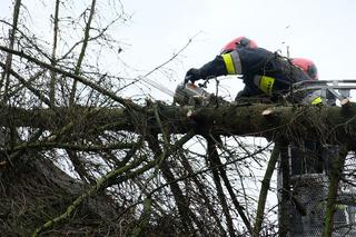 ​NIŻ KORNELIUSZ w Polsce - GDZIE zaatakuje 7.03.2019? [WOJEWÓDZTWA]