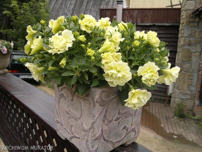 Doskonałe na balkon