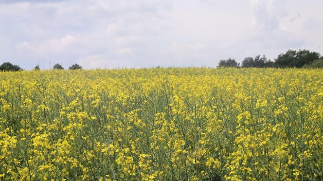 Chcesz zdjęcie? To się pospiesz! Rzepaki powoli zaczynają przekwitać [GALERIA]