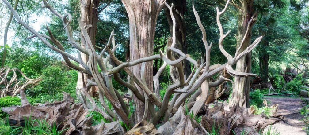 Stumpery Garden