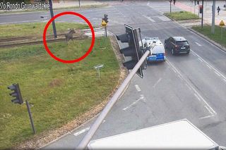 Łoś na ulicach Bydgoszczy! Policjanci eskortowali go z miasta do lasu