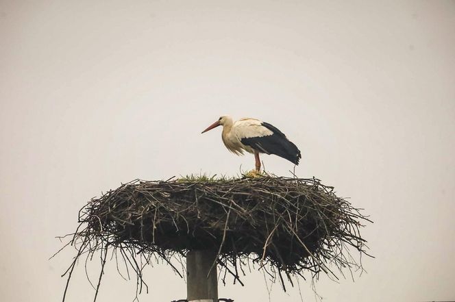 Koniec bocianich wakacji! Ornek pędził do Polski, aby uwić gniazdko dla ukochanej