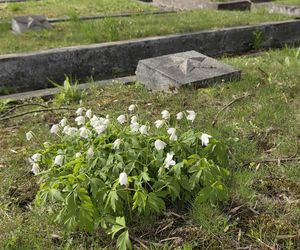  Cmentarz Armii Radzieckiej