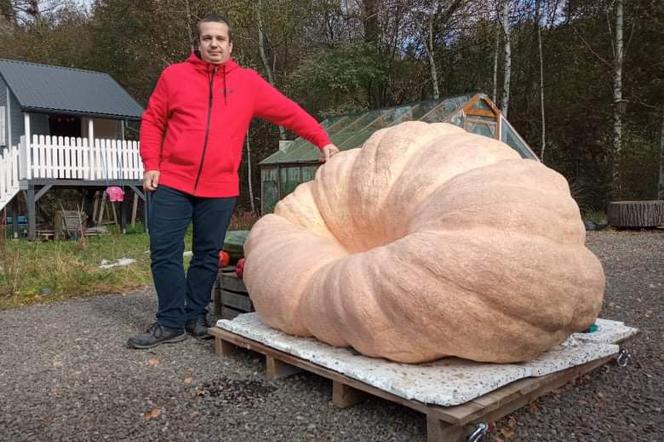 Dynia GIGANT! Hodowca z Podkarpacia wyhodował prawie 850-kilogramową dynie! 