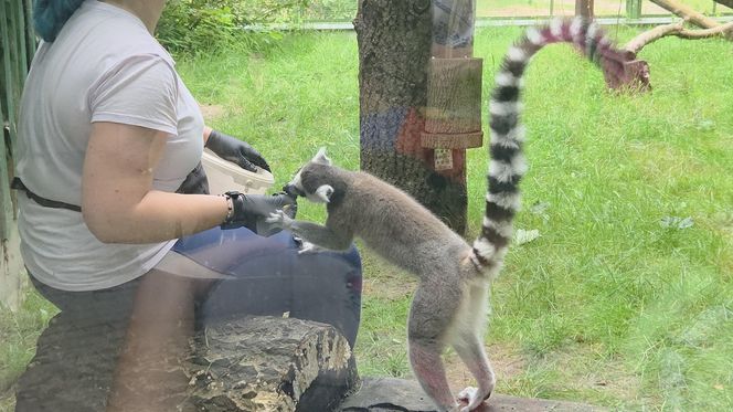Pokazowe karmienie w myślęcińskim zoo to prawdziwy hit! Sprawdziliśmy to na miejscu