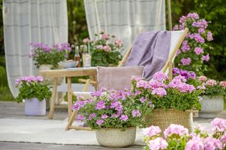 Ten zabieg sprawi, że pelargonie obsypią się nowymi kwiatami! 