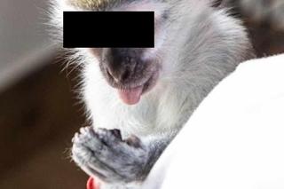 Kapucynek Antoś w Gangu Bociana