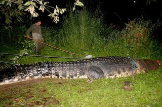 Krokodyl GIGANT złapany na Filipinach. 6,4-metrowy GAD POŻERAŁ bawoły i ZABIŁ rybaka ZDJĘCIA