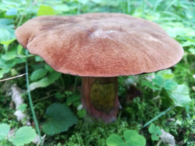 Taaaakie grzybobranie w Świetokrzyskiem. Królują borowiki szlachetne i ceglastopore