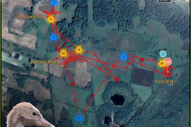 Pierwszy miesiąc obserwacji wędrówek młodego żurawia
