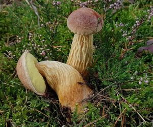 Przybysz z Ameryki wypiera rodzime gatunki. Spotkasz go na grzybobraniu