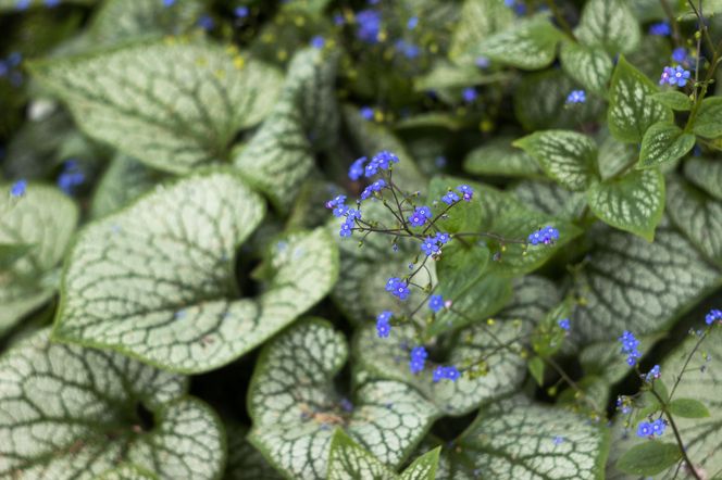 Brunnera wielkolistna
