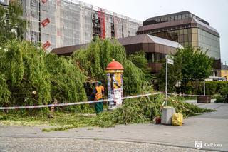 Stara wierzba płacząca w centrum Kielc złamana! 
