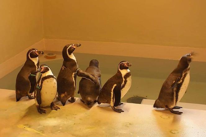 Pingwiny na kwarantannie. Kolejne 6 nielotów pojawiło się w Śląskim Ogrodzie Zoologicznym [ZDJĘCIA]
