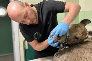  Łoś Iga złamała nogę musi przejść operację