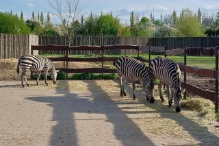 ZOOwe Przedszkole. Ciekawe zajęcia w zamojskim zoo