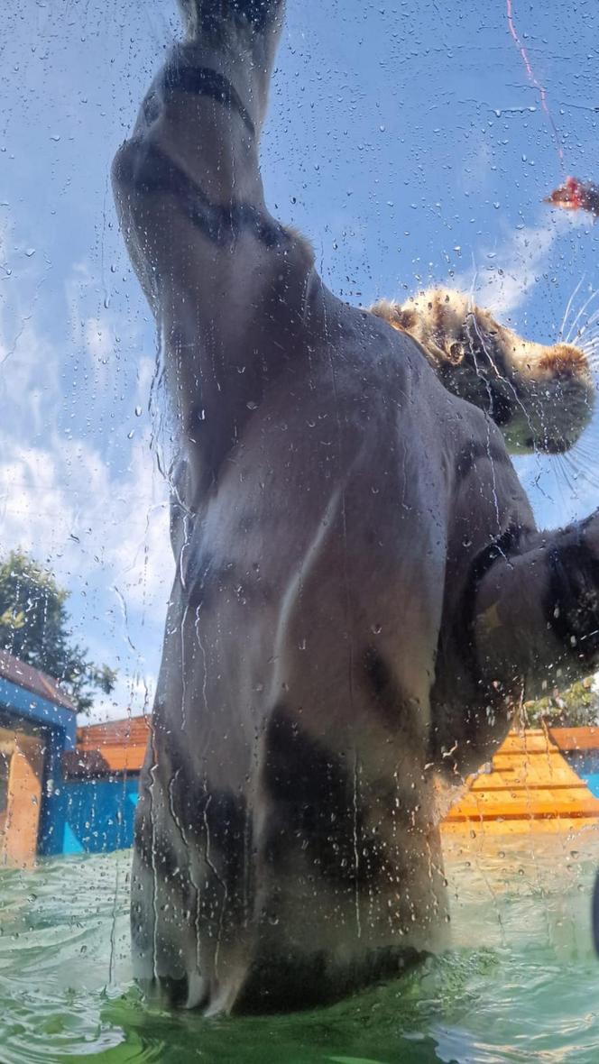 Zoo Borysew może się pochwalić jedynym takim obiektem w Europie. To basen dla białych tygrysów [ZDJĘCIA]. 