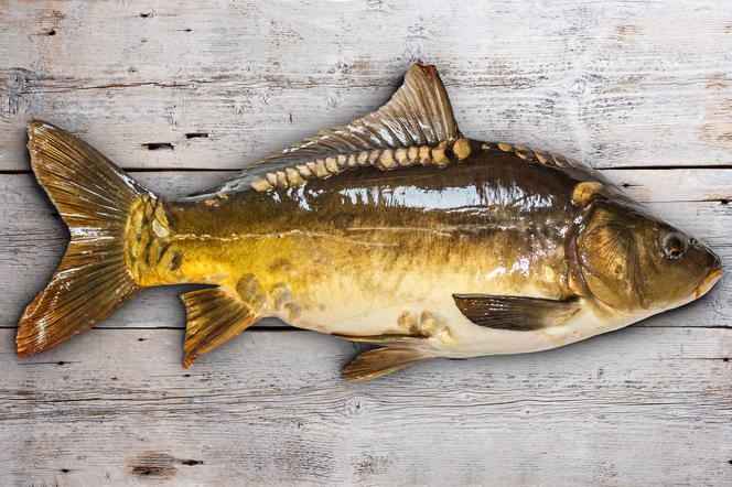 Karp po żydowsku, przepis Soni, mamy Gołdy Tencer