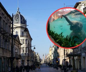 Sztuczna inteligencja zachwyca się tą łódzką atrakcją. Jest wyjątkowa w skali całej Europy