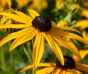 Rudbekia błyskotliwa