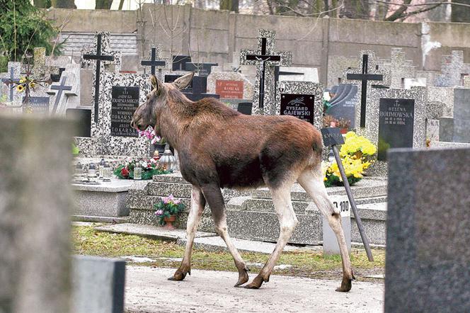 Łoś biegał między nagrobkami