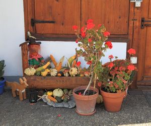 Pelargonie jesienią