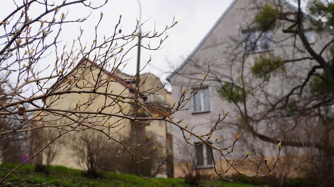 Zielone drzewa i kolorowe kwiaty. W Olsztynie są już pierwsze oznaki wiosny!