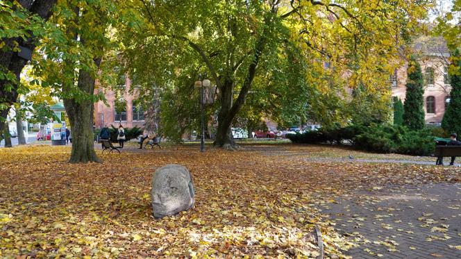 Kolorowe drzewa i klimatyczne kamienice. Ta ulica w Olsztynie zachwyca jesienią