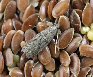 ﻿Zapuszczam 5 kropli na plaster i przyklejam w szafkach kuchennych. Mole spożywcze zniknęły raz na zawsze z mojego domu. Sposób na mole spożywcze