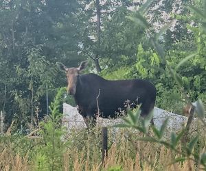 Nietypowy gość wystraszył działkowiczów! Musiała przyjechać policja