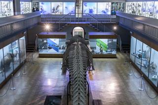 Szkielet ogromnego płetwala błękitnego we wrocławskim Muzeum Przyrodniczym