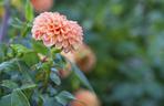 Dalia