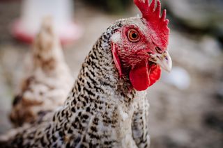 Daniel prowadzi kuroterapię. Wyjaśnia, dlaczego jest wyjątkowa 