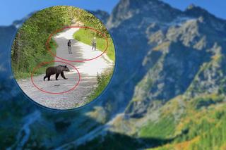 Tatry. Turyści wyszli cało ze spotkania z niedźwiedziem. Ich zachowanie wzorem dla innych  [WIDEO]
