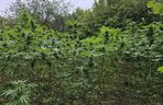 Prawie 40 kilogramów narkotyków i dwie duże plantacje. Dwaj zatrzymani w Starachowicach i gminie Brody