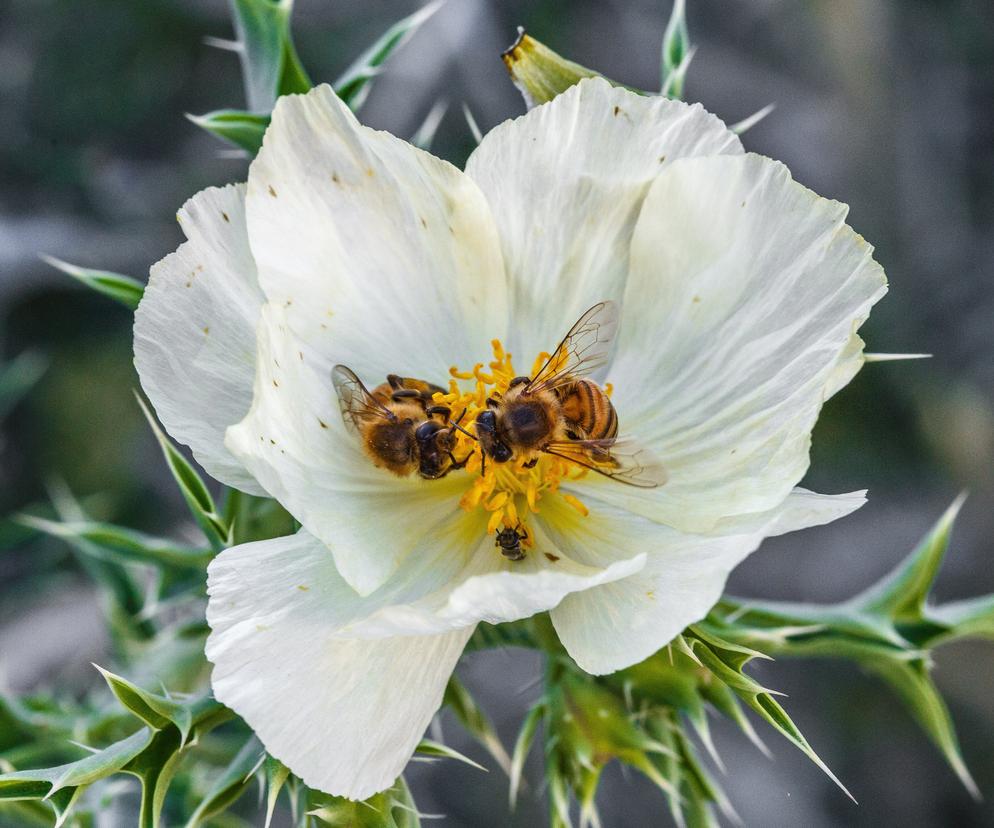 pszczoły w kwiatku