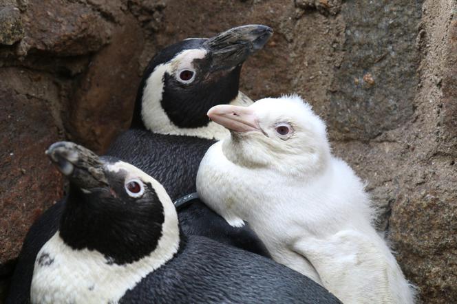 Biały pingwin w gdańskim zoo