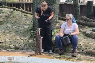 Pokazowe karmienie w myślęcińskim zoo to prawdziwy hit! Sprawdziliśmy to na miejscu