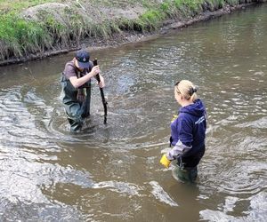 Nutrie w Rybniku są już odławiane